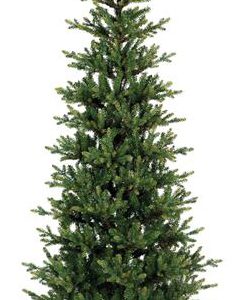 7FT Queensland Slim Fir Tree