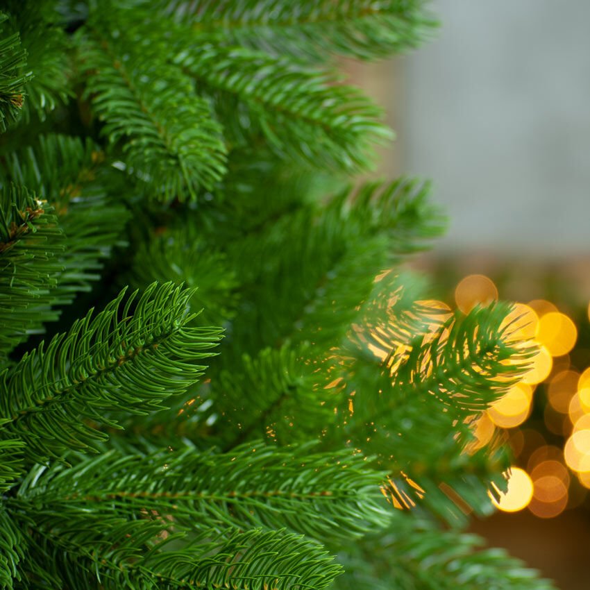 Mayberry-Spruce-7-Ft-Christmas-Tree-close-up-on-branch-needles.jpg